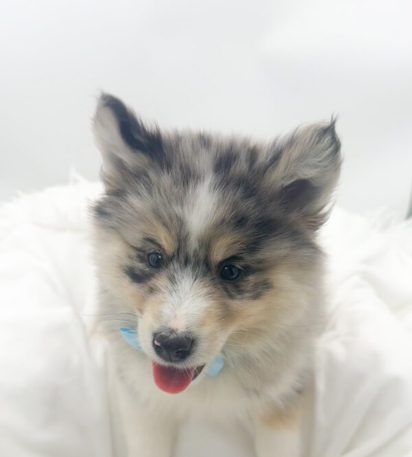 Lagoon - Pomsky - Image 2