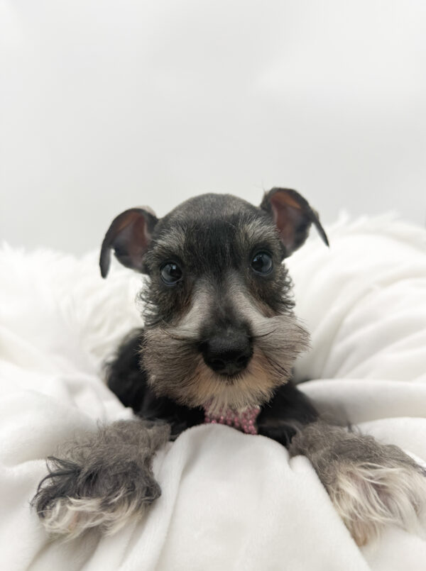 Moonlight - Miniature Schnauzer - Image 2
