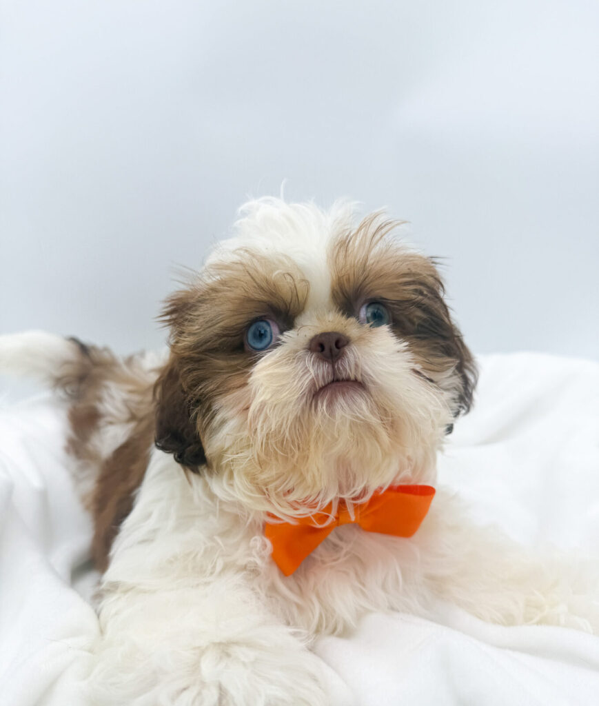 Zuma - Shih Tzu - Image 1