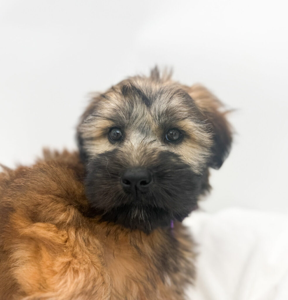 Solstice - Soft Coated Wheaten Terrier - Image 1