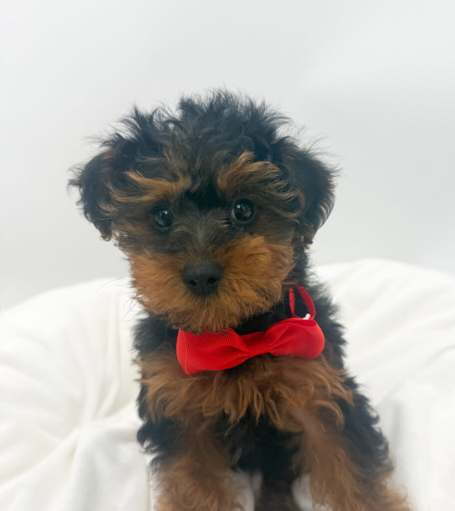 Barkus - Yorkiepoo - Image 1