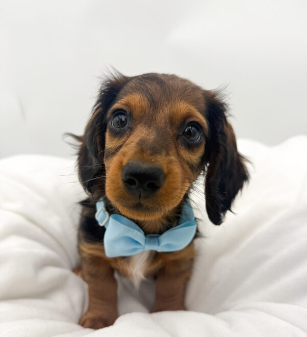 Huck - Dachshund - Image 2