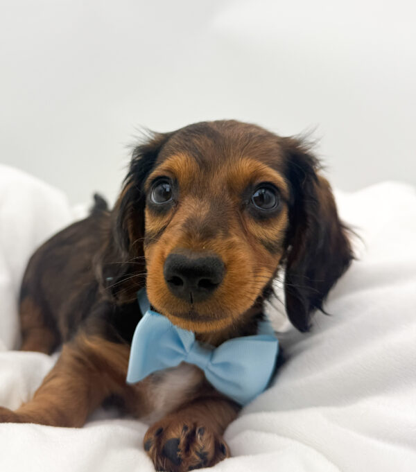 Huck - Dachshund - Image 1