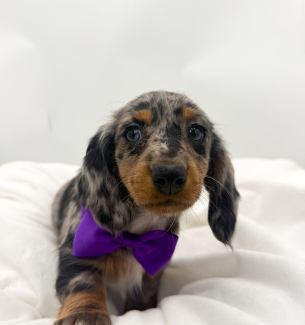 Emmie - Dachshund - Image 2