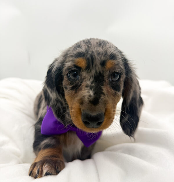 Emmie - Dachshund - Image 1
