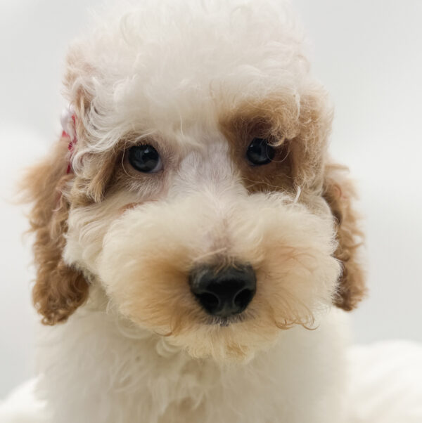 Indigo - Poodle - Image 2