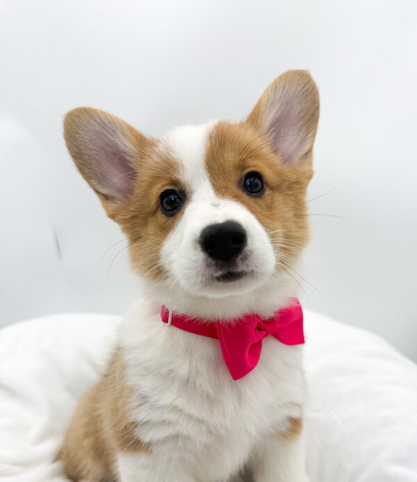 Chess - Pembroke Welsh Corgi - Image 1