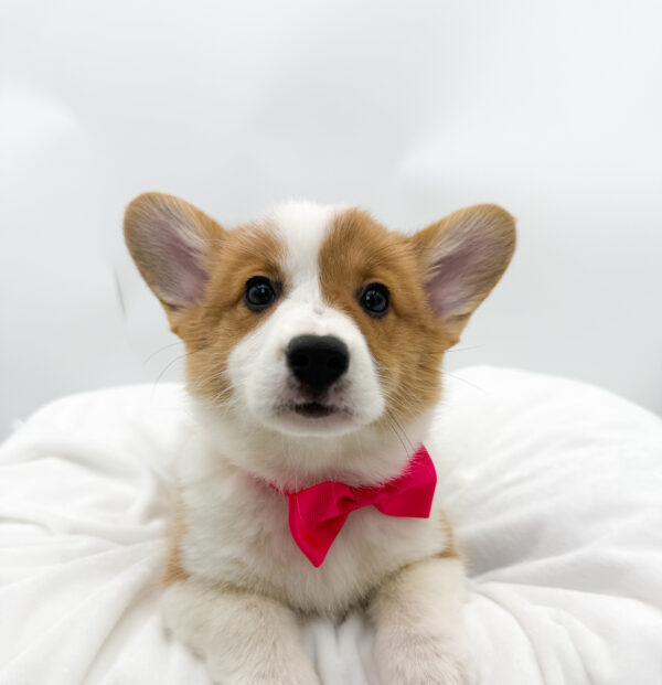 Chess - Pembroke Welsh Corgi - Image 2