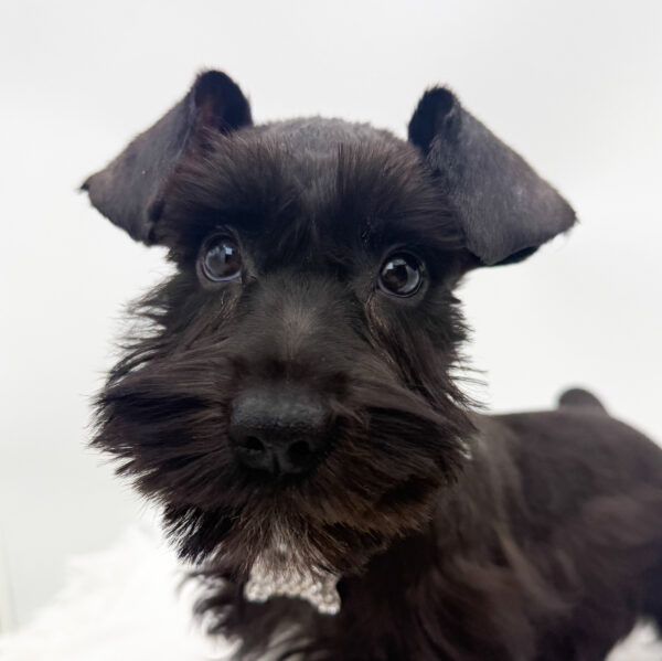 Speck - Miniature Schnauzer - Image 2