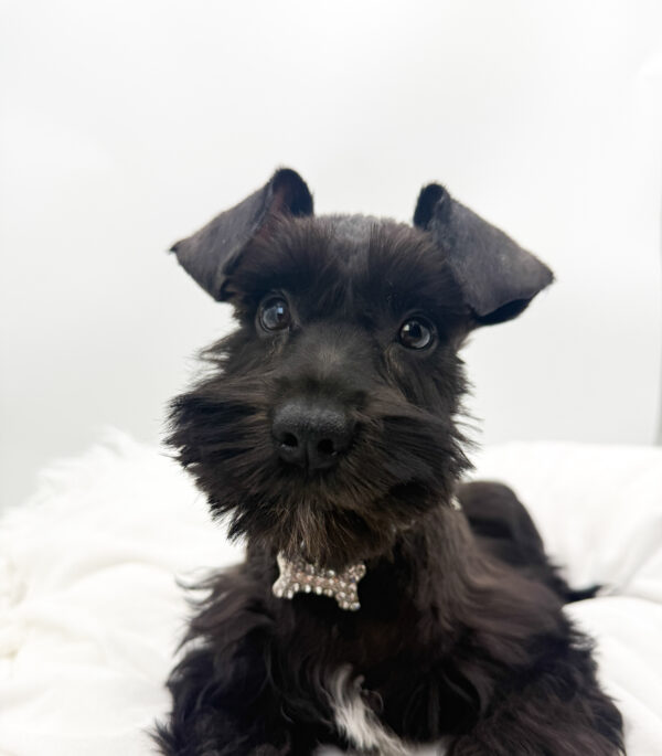 Speck - Miniature Schnauzer - Image 1