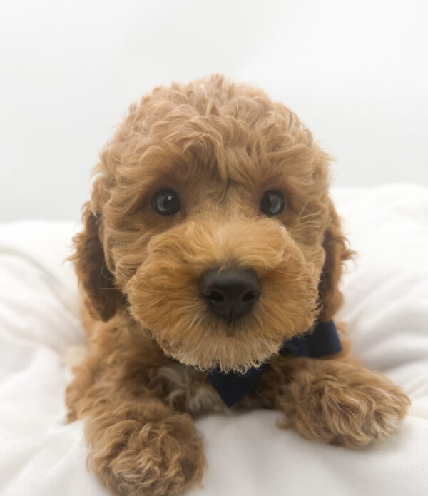 Tundra - Goldendoodle Mini 2nd Gen - Image 1