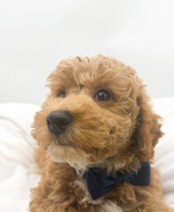 Tundra - Goldendoodle Mini 2nd Gen - Image 2