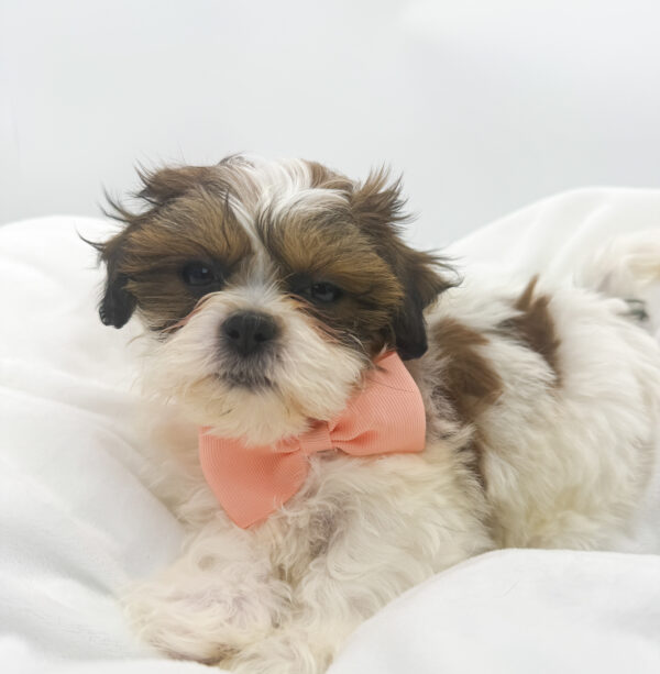 Cupcake - Teddy Bear - Image 1