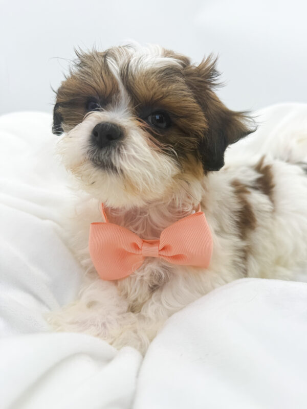 Cupcake - Teddy Bear - Image 2