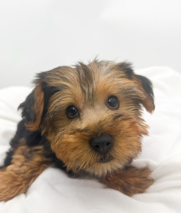 Season - Yorkshire Terrier - Image 1