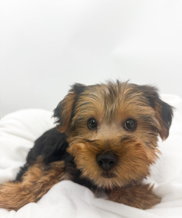 Season - Yorkshire Terrier - Image 2