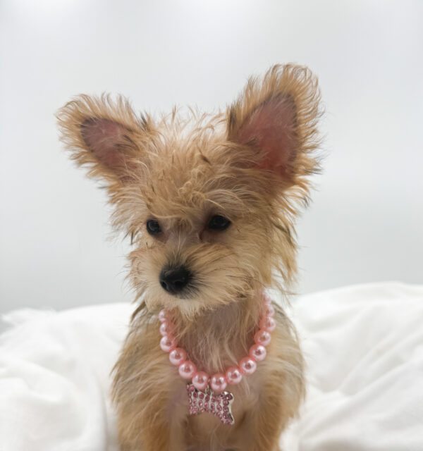 JuneBug - Yochon - Image 2