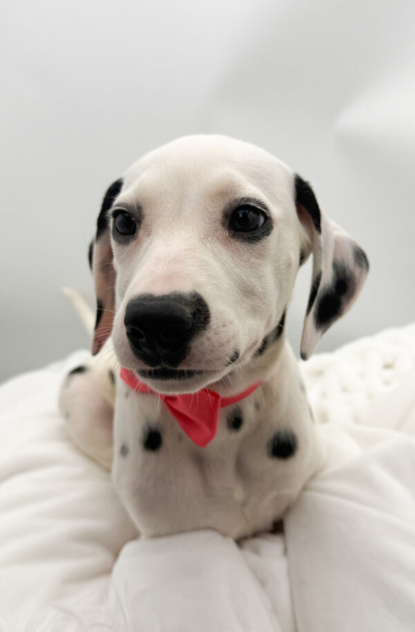 Panther - Dalmatian - Image 2