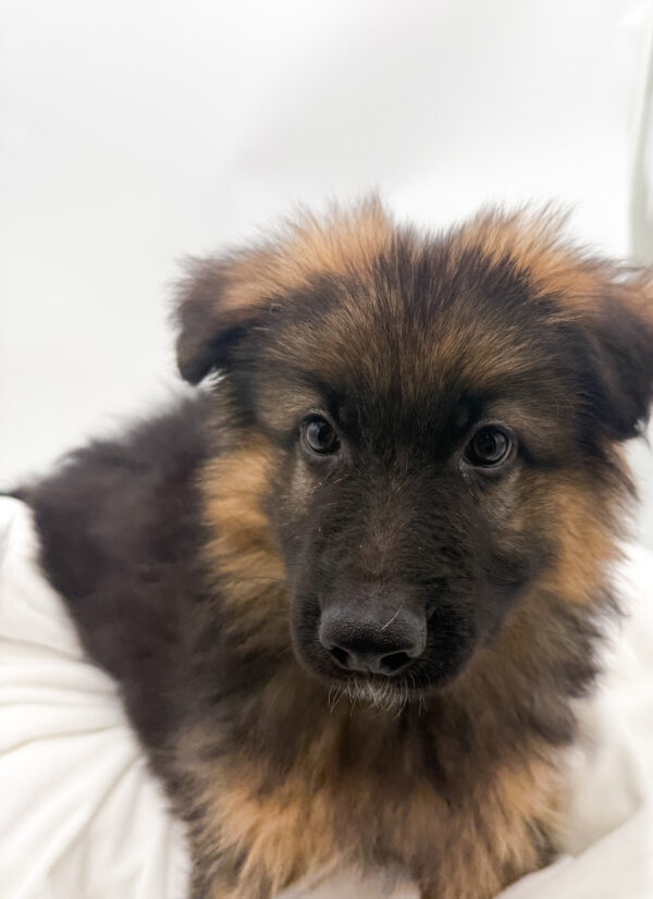 Bear - German Shepherd Dog - Image 2