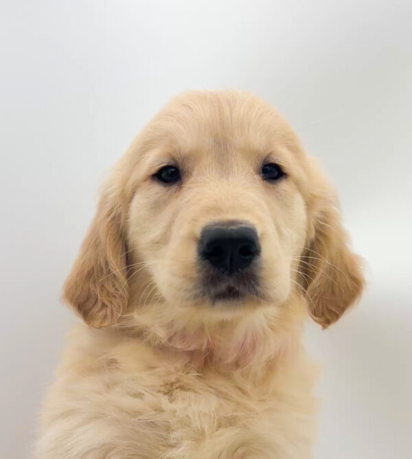 Mystery - Golden Retriever - Image 2