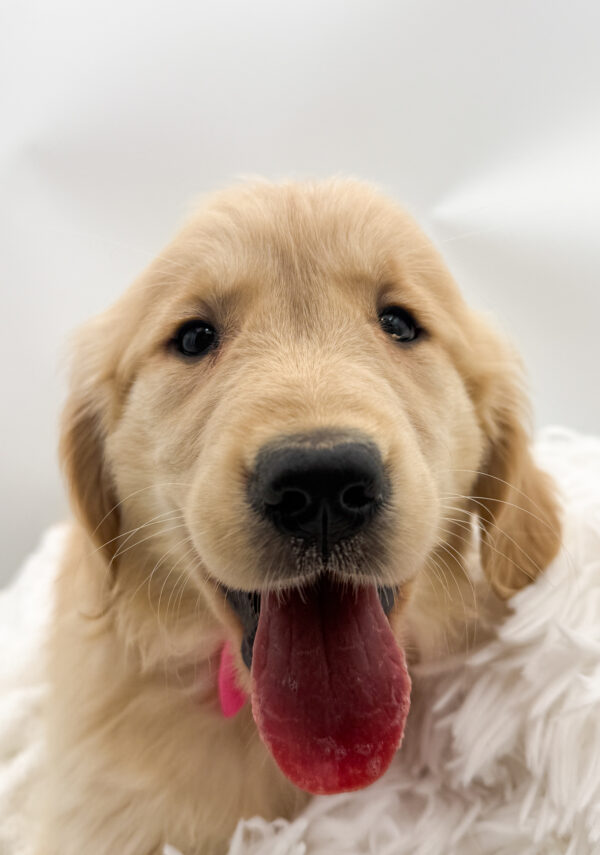 Mystery - Golden Retriever - Image 1