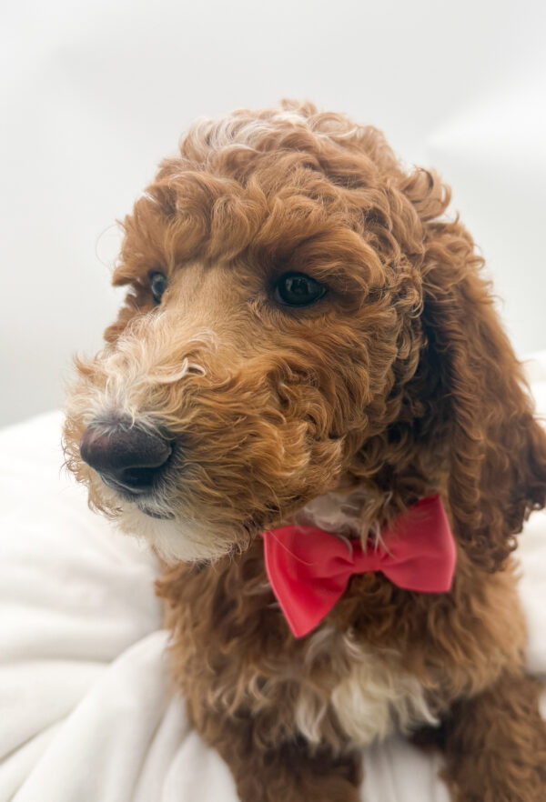 Denim - Poodle Standard - Image 2