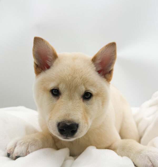 Stone - Shiba Inu - Image 1