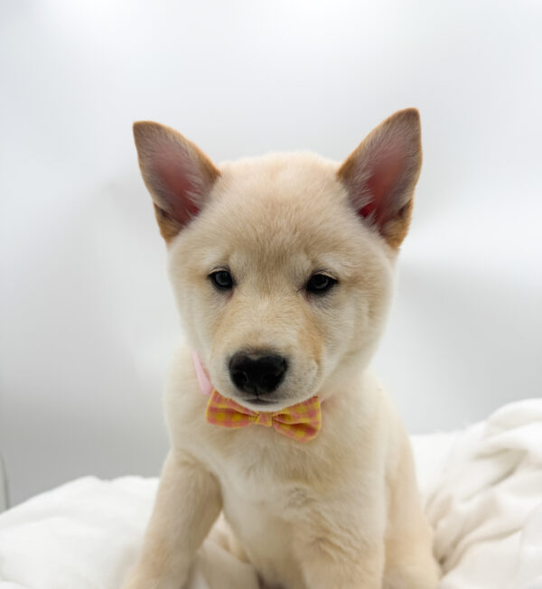 Stone - Shiba Inu - Image 2