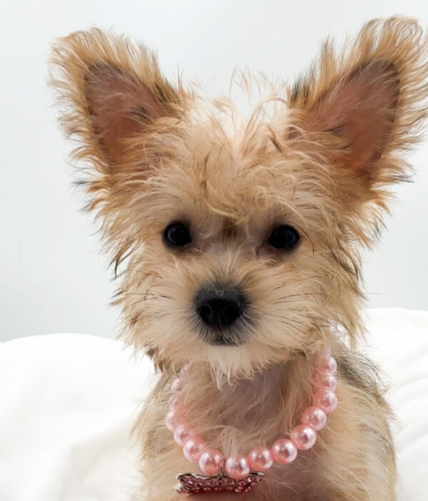 JuneBug - Yochon - Image 1