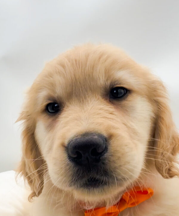 Lavender - Golden Retriever - Image 2