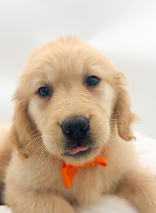 Lavender - Golden Retriever - Image 1