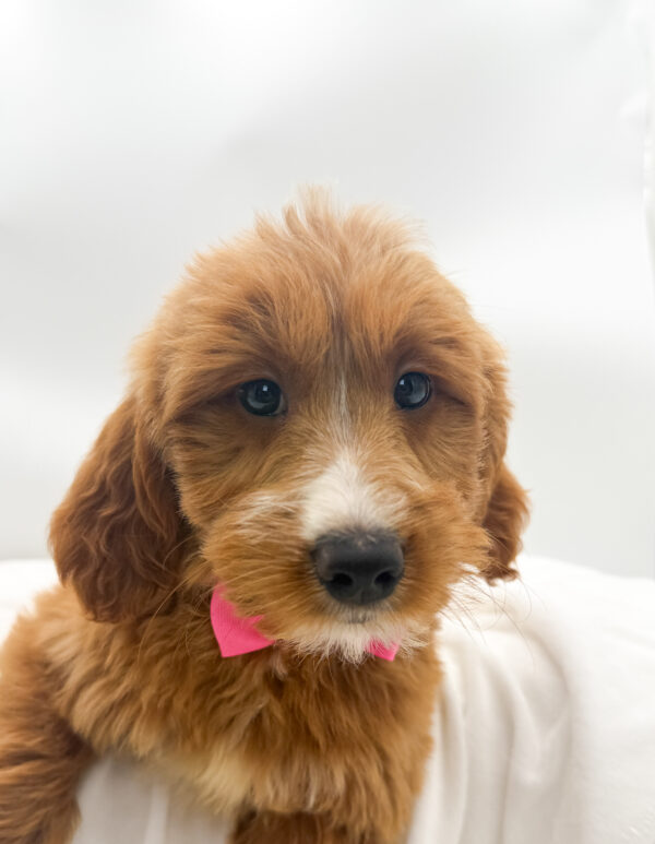 Cloudy - Goldendoodle Mini - Image 1