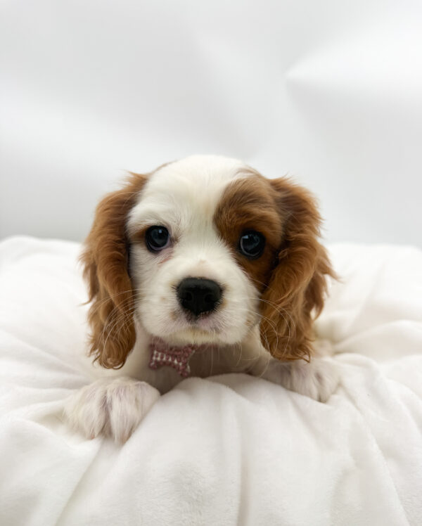 Cinnamon - Cavalier King Charles Spaniel - Image 1