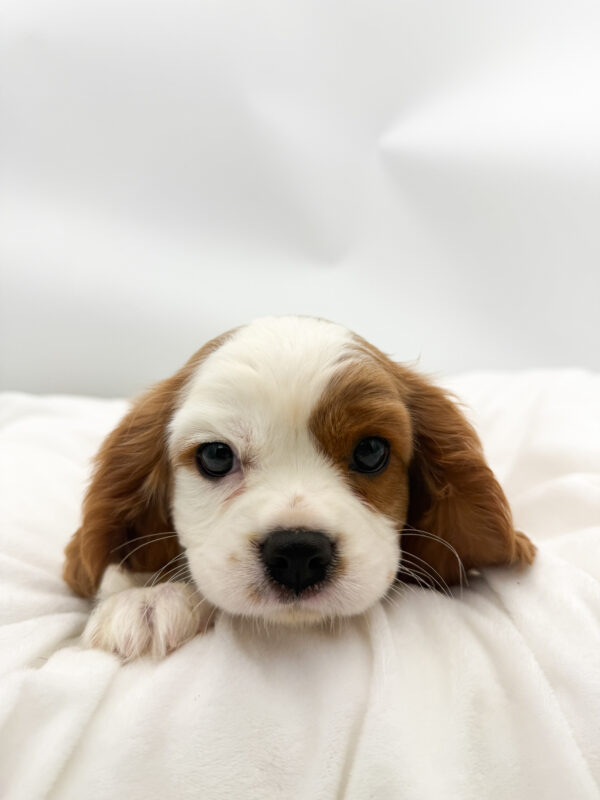 Cinnamon - Cavalier King Charles Spaniel - Image 2