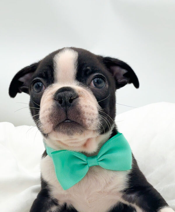 Foxtrot - Boston Terrier - Image 1