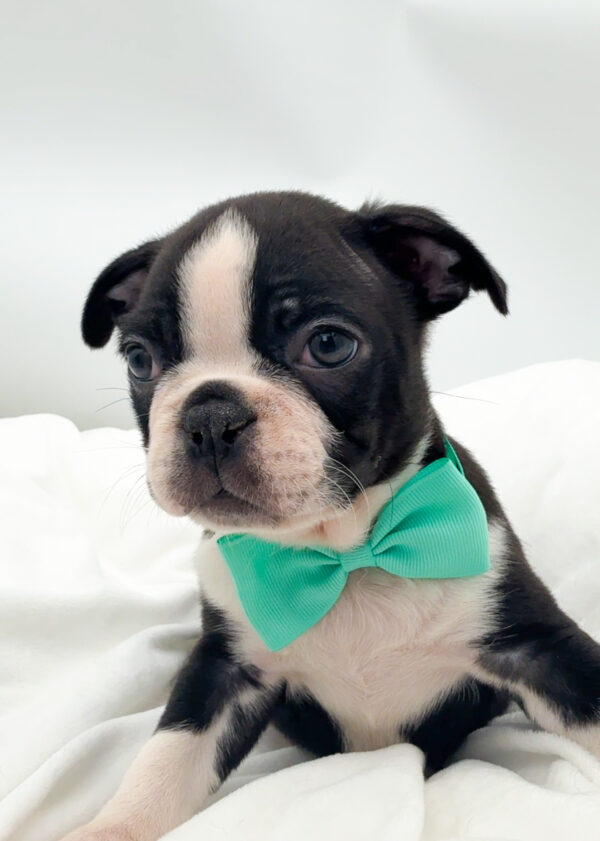 Foxtrot - Boston Terrier - Image 2