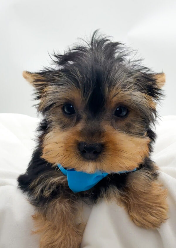 Stellar - Yorkshire Terrier - Image 2