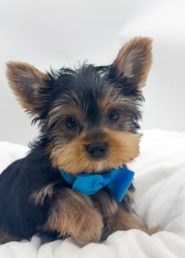 Stellar - Yorkshire Terrier - Image 1