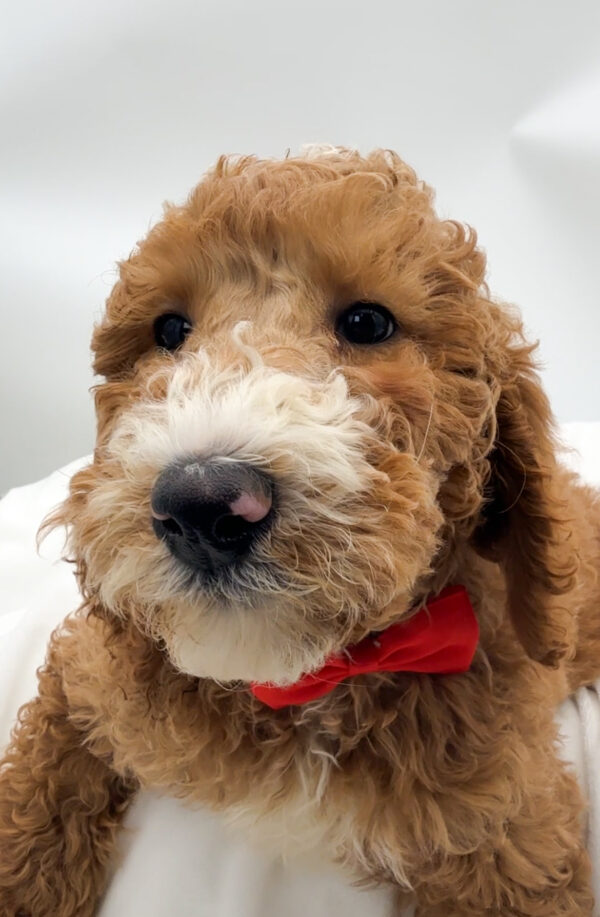 Flame - Poodle Standard - Image 1