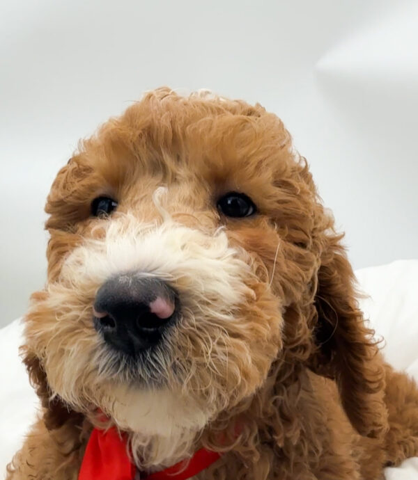 Flame - Poodle Standard - Image 2