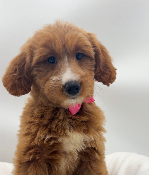 Cloudy - Goldendoodle Mini - Image 2
