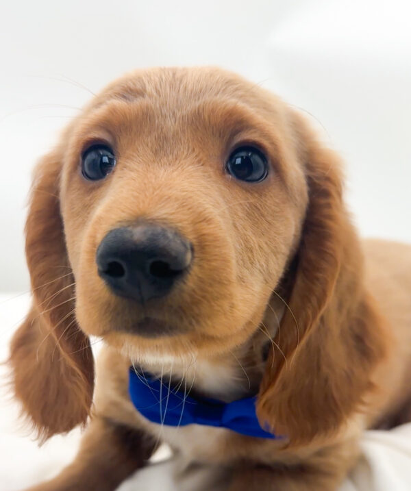 Bell - Dachshund - Image 1