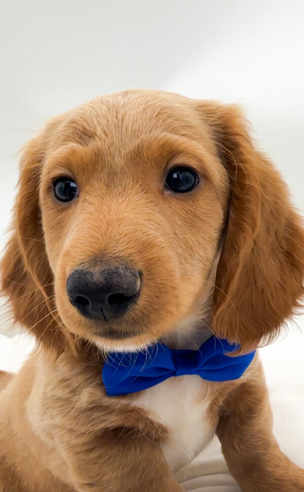 Bell - Dachshund - Image 2