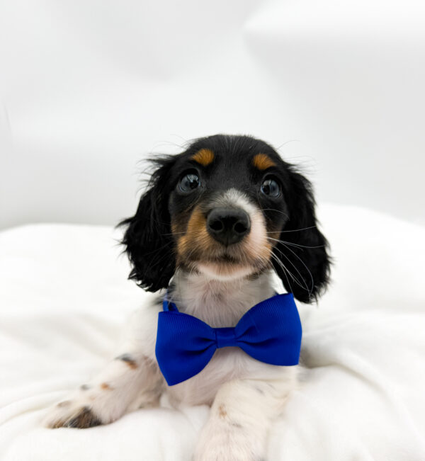 Crouton - Dachshund - Image 1