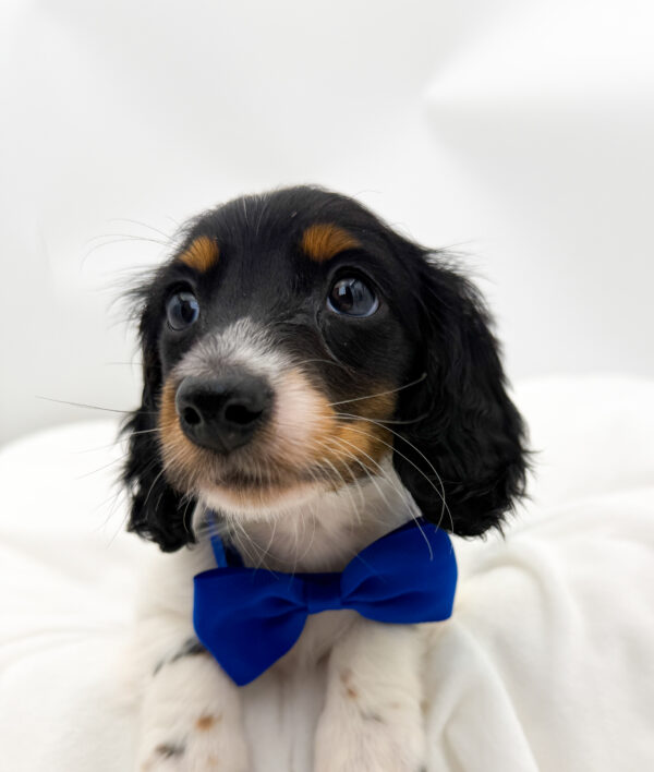 Crouton - Dachshund - Image 2