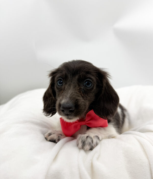 Willa - Dachshund - Image 2
