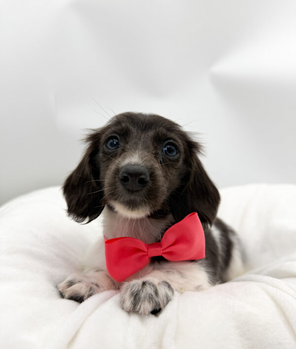 Willa - Dachshund - Image 1