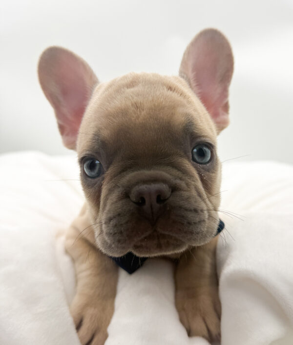 Halo - French Bulldog - Image 1