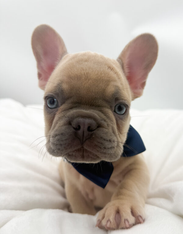 Halo - French Bulldog - Image 2