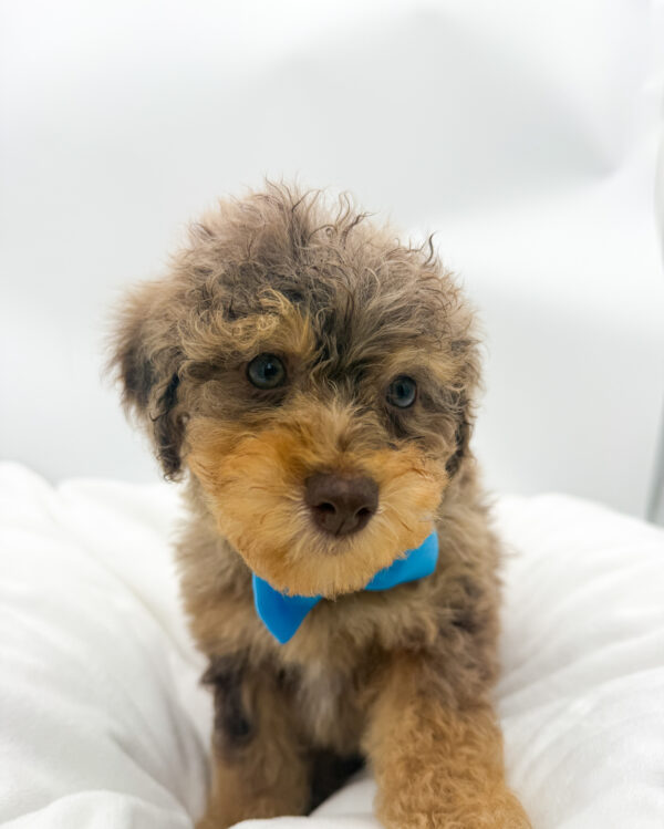 Zephyr - Poodle - Image 2